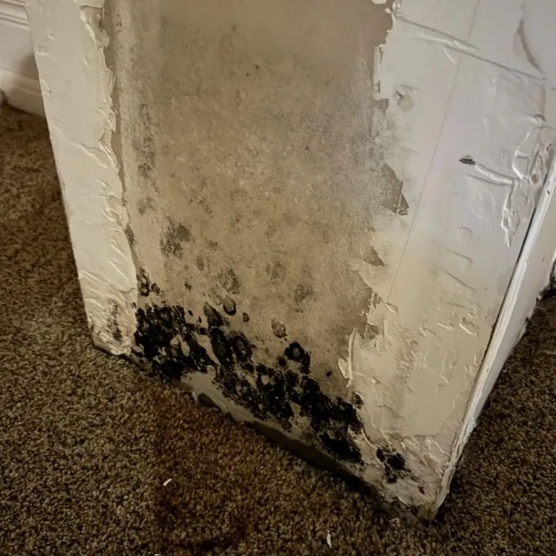 Professional Mold Removal in Saginaw, TX